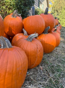 Hang out with Mother Nature in a Corn Maze 